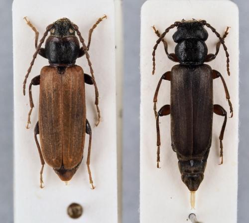 Réf. 328 464 : Tetropium castaneum